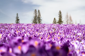 Foto auf Glas krokus © kamil