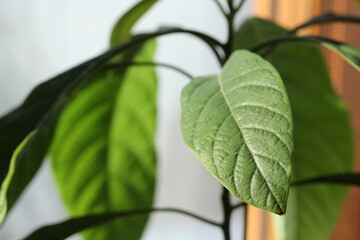 Macro shot of a huge green avocado leaf.