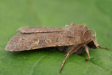 Closeup on the square spot Rustic moth, Xestia xanthographa sitting on a green leaf