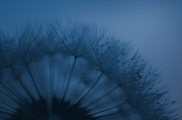 Obraz premium Löwenzahn bei Sonnenuntergang. Löwenzahn-Silhouette, flauschige Blume am Sonnenunterganghimmel mit Wassertropfen benetzt, dandelion at sunset. Dandelion silhouette fluffy flower on sunset sky