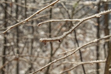 Branches covered with a layer of ice caused by frozen fog.