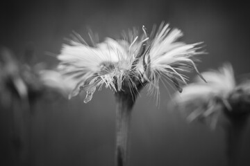 Close-up macro photo of wildflowers. Black and white, monochrome image of flowers. Nature concept, soft focus