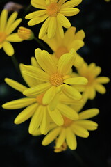 ユリオプスデージー