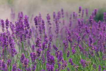 Close-up detailed photo of purple Lavandula (Lavender) flowers against green natural background.