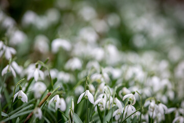 Pretty galanthus flowers, commonly known as snowdrops, in the February sunshine