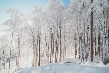 Fairy-tale winter scenery of a snow-covered forest and the morning sunlight shining through the trees and glistening on the pristine snow cover. Beskydy mountains, Czech republic