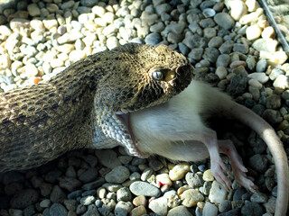 Western Diamond-backed Rattlesnake (Crotalus atrox) eats a rat