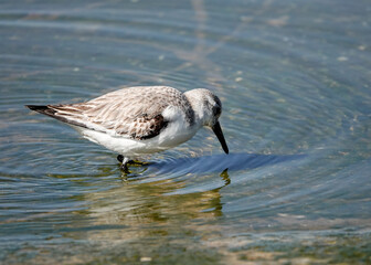 Sanderling (Calidris alba)