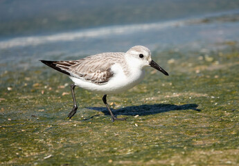 Sanderling (Calidris alba)