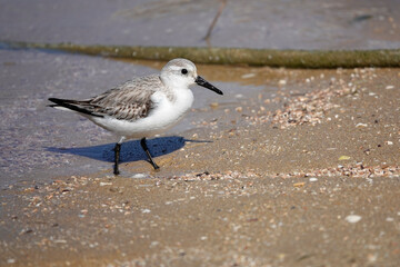Sanderling (Calidris alba)