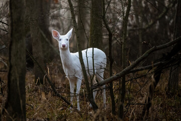 White deer in woods 