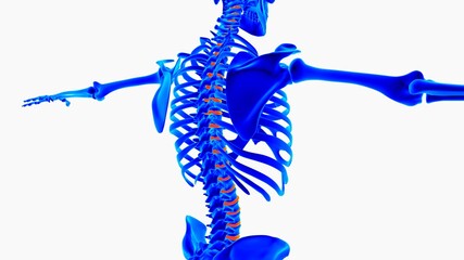 Human skeleton anatomy for medical concept 3D illustration with blue and orange color combination