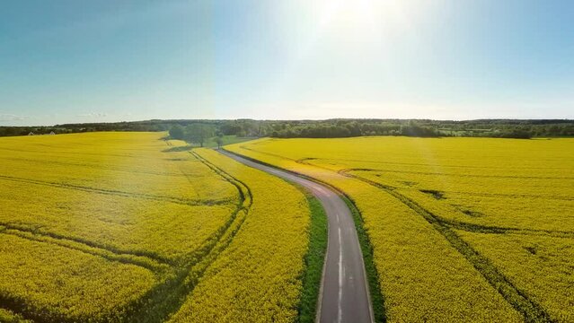 Drone video of flower field in a beautiful evening sunset. 4K aerial view of flower field in summer evening day. Slow camera movement across a agriculture flower field.