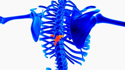 Human skeleton anatomy for medical concept 3D illustration with blue and orange color combination