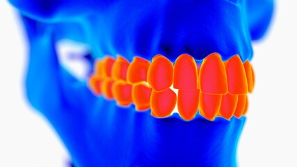 Human skeleton anatomy for medical concept 3D illustration with blue and orange color combination