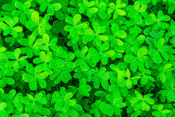 background of green garden clover , trefiol texture closeup, forest nature wallpaper , pattern of shamrock, spring fresh green ground backdrop