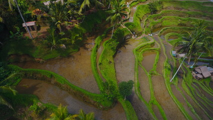 Aerial view of Tegalalang Green Terrace Field in Ubud, Bali