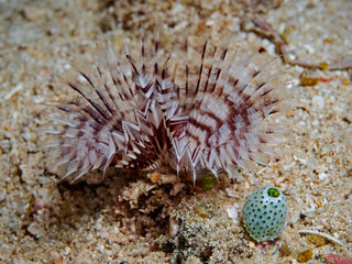 Fan Worm and Sea Squid, Röhrenwurm und Seescheide