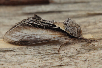 Closeup on the Swallow Prominent owlet moth, Pheosia tremula sitting on wood