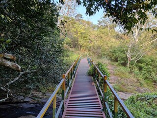Fototapeta premium wooden bridge in the forest