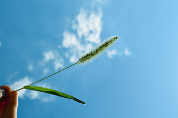 green leaf on the air