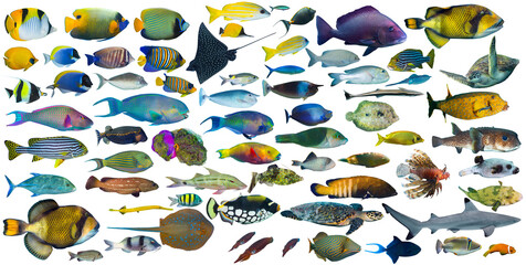 big set collection of colorful tropical fish like shark sea turtle stingray snapper triggerfish grouper isolated white background. indian ocean and red sea underwater sealife concept