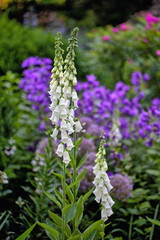 Shakespeare Garden in Central Park