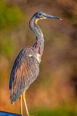 reddish egret ,Egretta rufescens