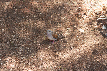 European turtle dove Streptopelia turtur photo
