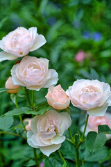 Rose, white in garden