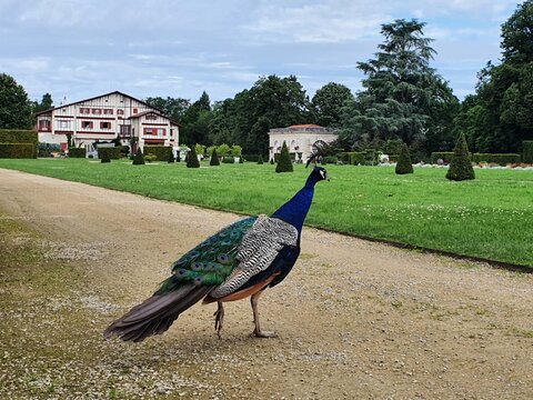 Paon &agrave; la Villa Arnaga