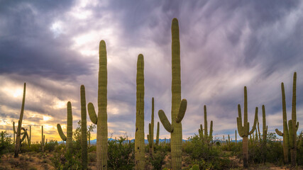 Saguaro National Park Hiking Trail Landscape Series, Field of Saguaro Carnegiea Gigantea Cacti and...