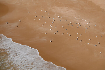Mittelmeermöwen am Strand