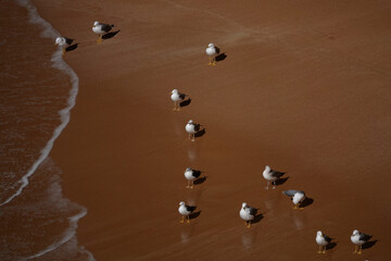 Mittelmeermöwen am Strand