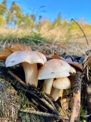 mushrooms in the forest