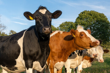 close up of cows in a field under the blue sky