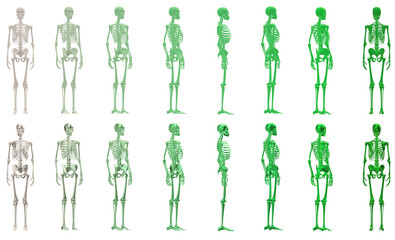 skull, human skeleton