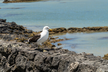 a seagull looking at sea