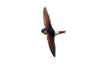 Common house martin in flight isolated (Delichon urbicum)