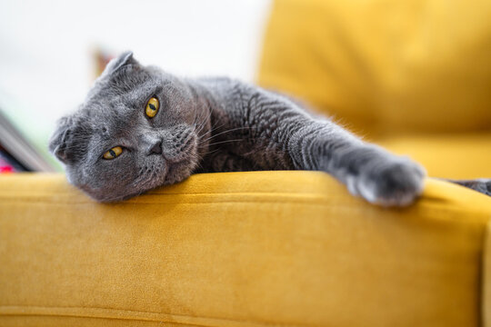 Grey cat scottish fold on yellow sofa at home - Powered by Adobe