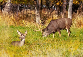 Large Mule Deer Buck