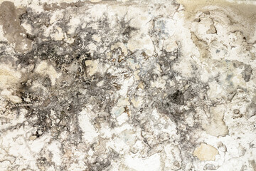 Mold fungus on ceiling and wall