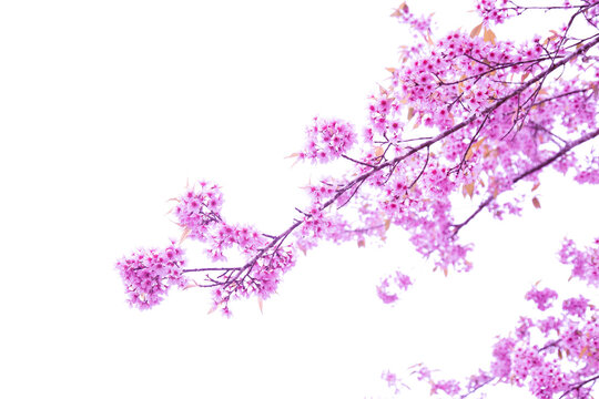 Purple cherry blossom isolated on white background 