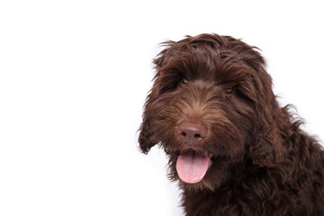 Happy Labradoodle puppy looking at camera. Isolated cute fluffy brown puppy dog with pink tongue. Relaxed 3 months old female Australian labradoodle puppy, chocolate or brown. Selective focus.