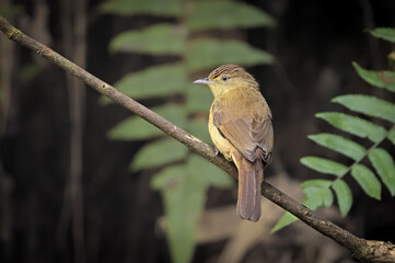 olive bulbul is a species of songbird in the bulbul family, Pycnonotidae.