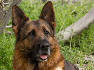 Beautiful dog breed German shepherd on a background of green grass.