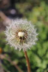 Fototapeta premium dandelion seed head