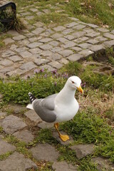 Fototapeta premium seagull on the beach