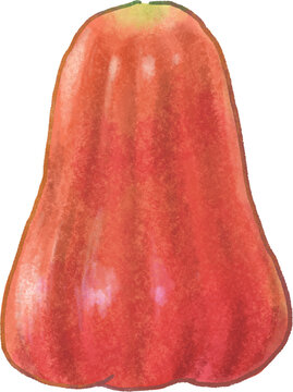 Java apple illustration