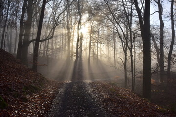 Obraz premium Forest Path in Brdy